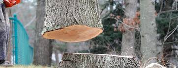 How Our Tree Care Process Works  in  Lugoff, SC